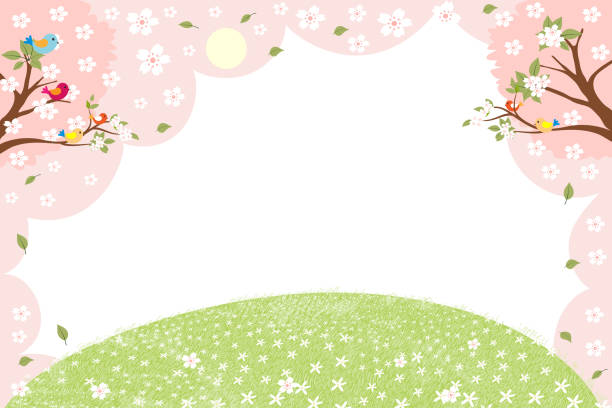 весенний пейзаж зеленое поле с рамкой цветущей сакуры, вектор мультфильм летняя сцена с птицей на белых ветвях сакуры и ромашка. симпатичны - cherry blossom spring day sakura stock illustrations