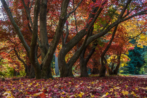 istock autuma in the park 1352686699