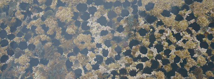 Atlantic ocean, rocky coast with red algae underwater, view above and below water surface. View through the water. Water and natural plants patterns.
