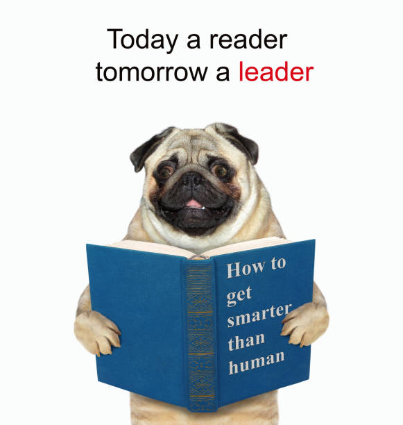 istock Dog pug reads blue book 1352687128