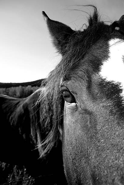 istock Horse head in Black and White 135268817