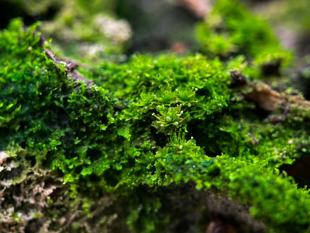 istock Green moss in close up view 1352688960