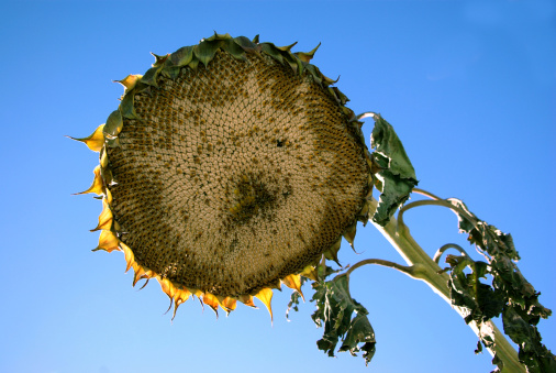 This giant sunflower head is backlit against the afternoon sun.