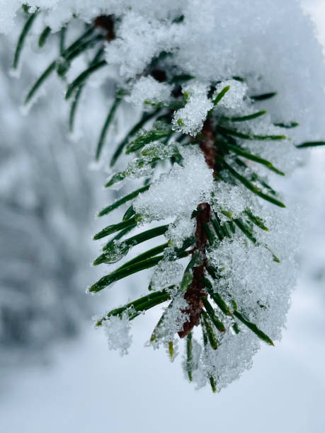 istock Detail of snow covered tree branch 1352689614