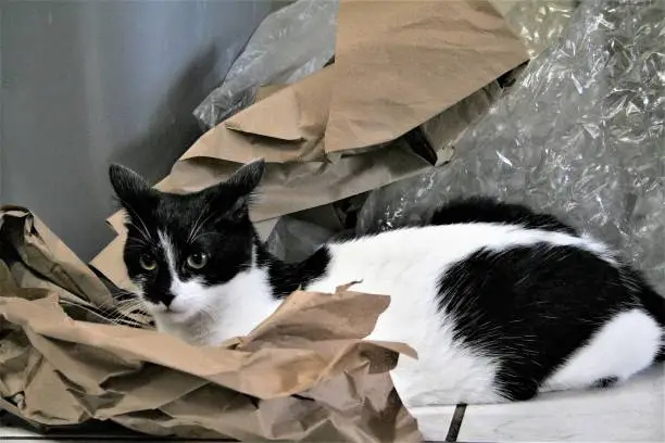 Black and White cat playing in shipping paper and bubble wrap