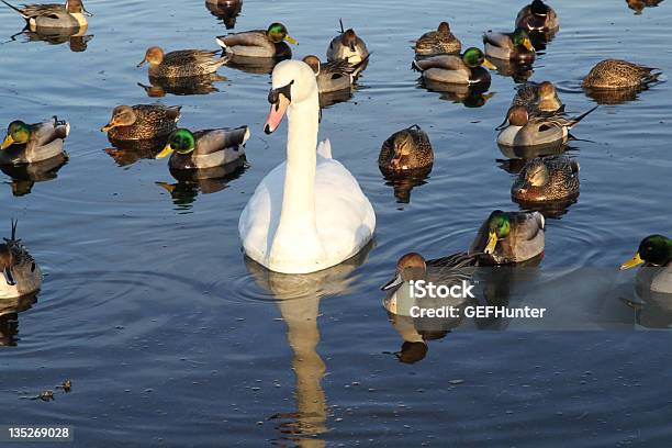 Circondato Dai Fautori - Fotografie stock e altre immagini di Acqua - Acqua, Acqua stagnante, Anatra - Uccello acquatico