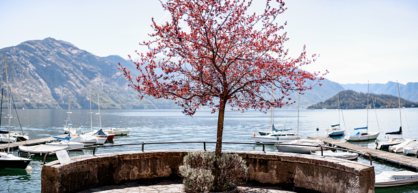 Red flowering tree on the pier against the backdrop of the lake and mountains. Como, Italy. High quality photo
