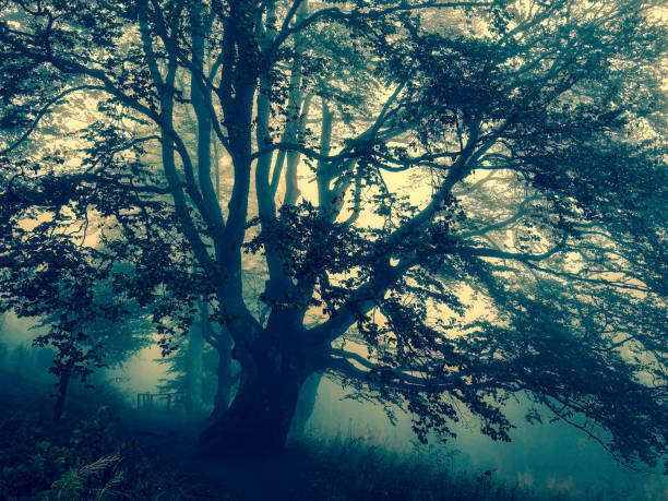 istock Trees in the Black Forest in Germany with fog. 1352691129