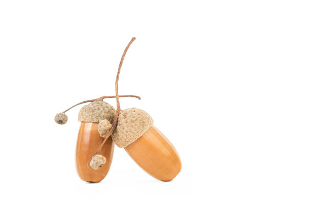 Acorns isolated on a white background