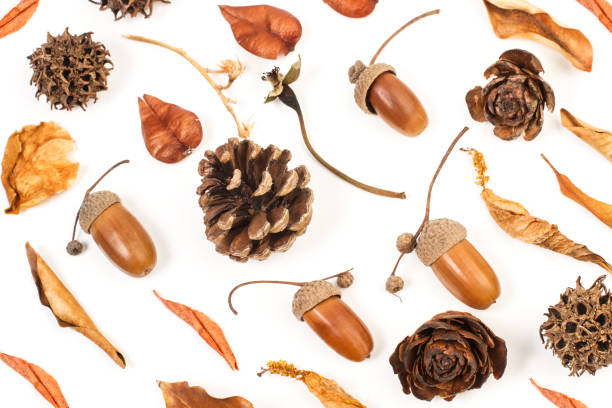 istock Acorns and pine cones on a white background 1352691215