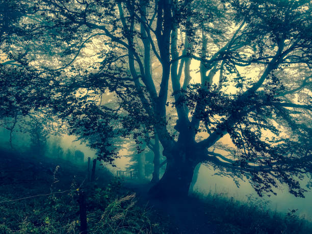 istock Trees in the Black Forest in Germany with fog. 1352695955