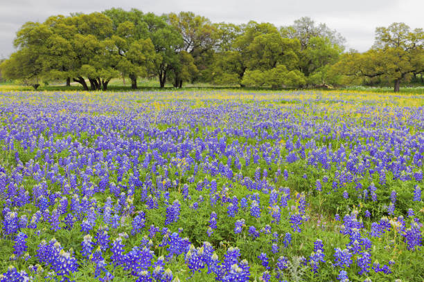 istock Bluebonnet Field - Texas Hill Country 1352696671