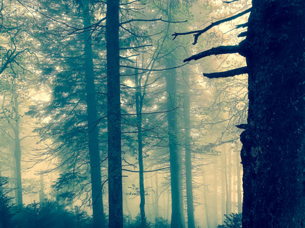 istock The Black Forest in Germany with fog. 1352697254
