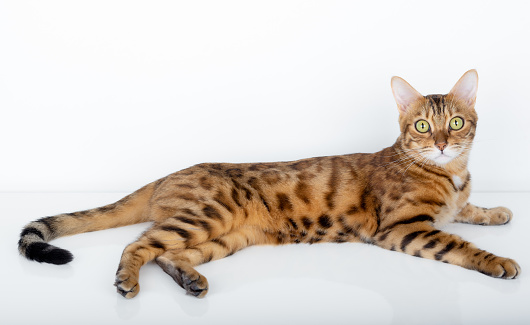 Bengal cat portrait on a white background. Side view, lying down.