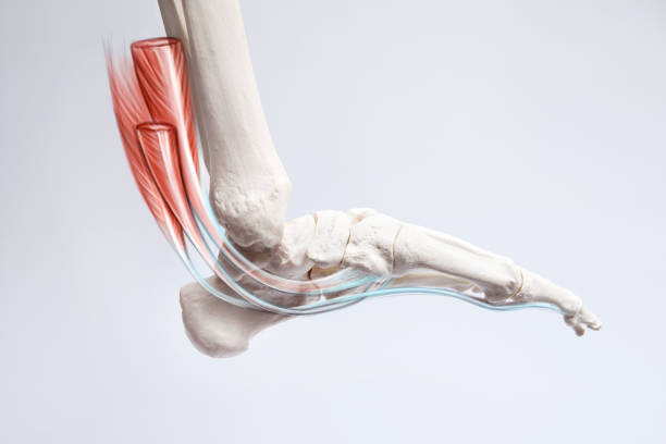 dolore al piede ossa e muscoli, illustrazione di anatomia della gamba umana - ligament foto e immagini stock