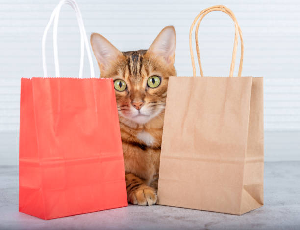 bengal cat looks out between shopping bags. shopping concept. - domestic cat bag shopping gift imagens e fotografias de stock