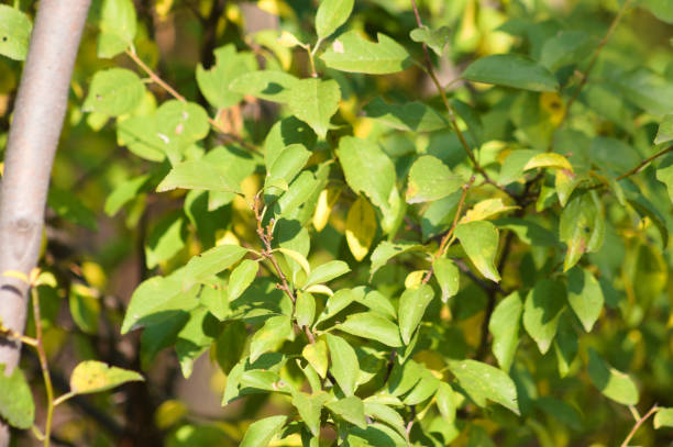 istock American plum leaves close-up view with selective focus on foreground 1352697467