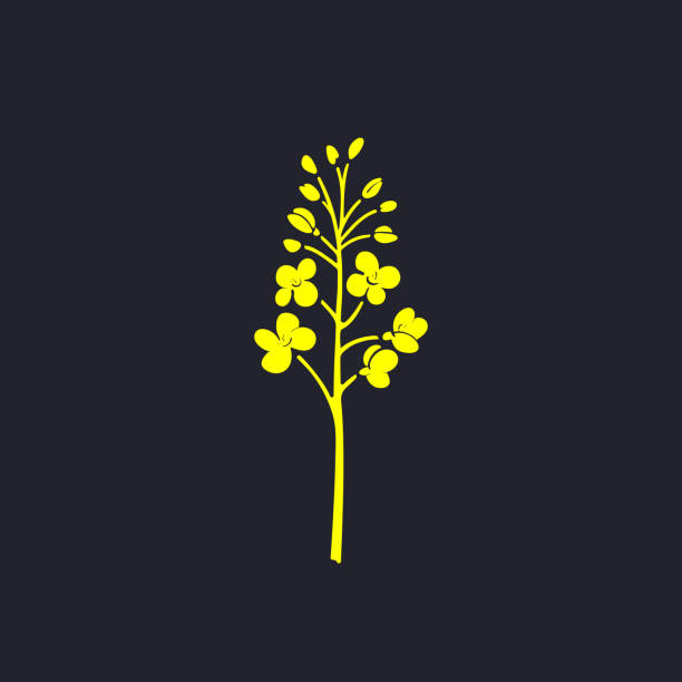 ilustraciones, imágenes clip art, dibujos animados e iconos de stock de canola, símbolo de mostaza. producción de biocombustible, aceite - mustard flower