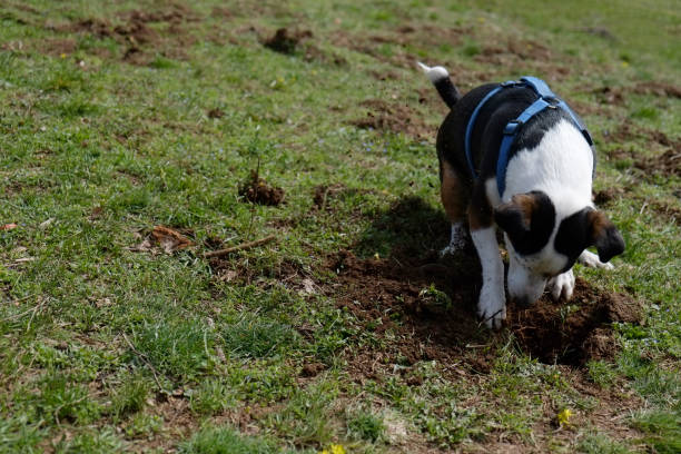 istock Jack Russel terrier digging a hole in the ground 1352697992