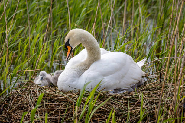 istock A swan and cygnets on  the nest 1352698112