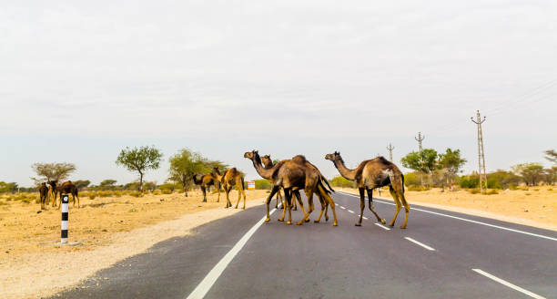 istock The endless roads, thar desert, India 1352698417