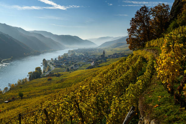 istock Vineyards near Weissenkirchen 1352700173