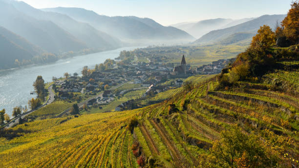 istock Vineyards near Weissenkirchen 1352700190