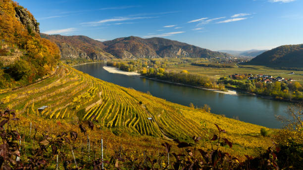 istock Vineyards near Weissenkirchen 1352700204