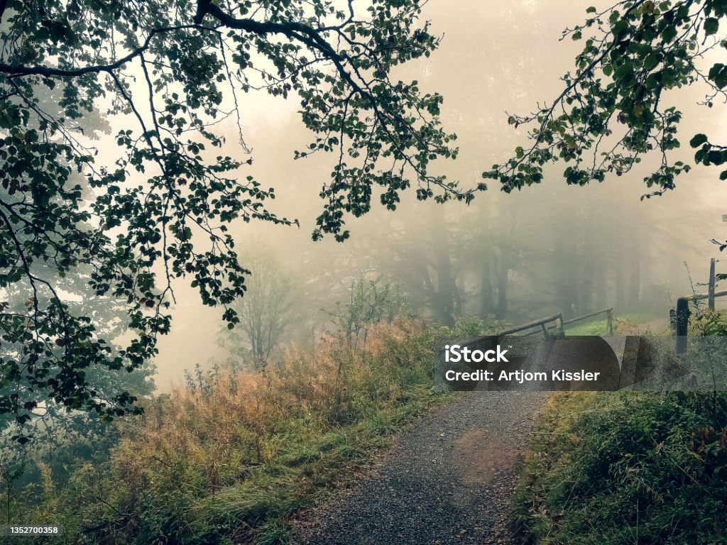 Path through the Black Forest in Germany with fog. Adventure Stock Photo