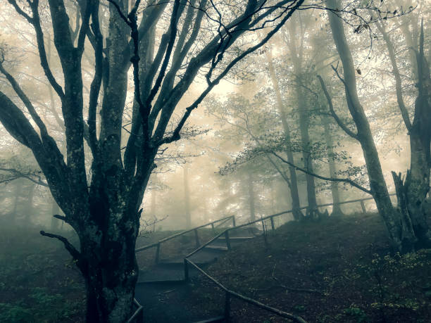 istock Path through the Black Forest in Germany with fog. 1352700725