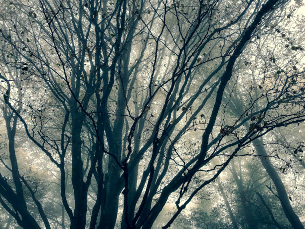 шварцвальд в германии с туманом. - black forest forest sky blue стоковые фото и изображения