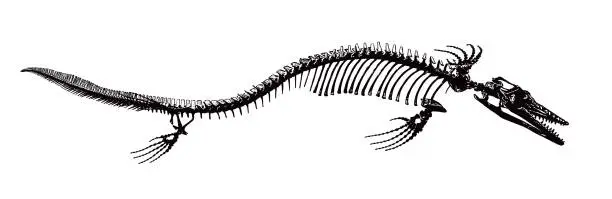 Vector illustration of Mosasaur Dinosaur skeleton