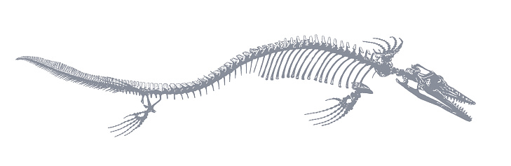 Vector illustration of a Mosasaur dinosaur skeleton from the Cretaceous period.