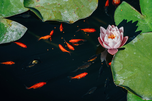 Pink water lily in the lake with goldfish