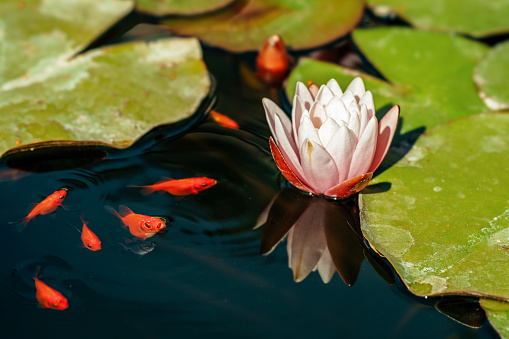 Pink water lily in the lake with goldfish