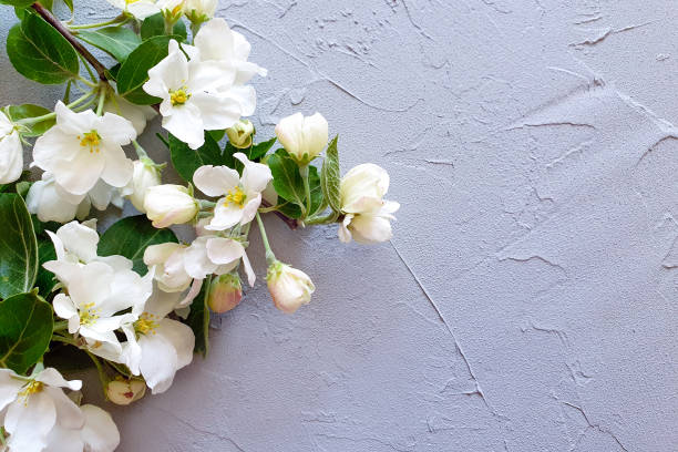 istock Blooming apple tree branches on a gray background. The basis for the postcard. Place for your text or product. Top view, concrete texture background. 1352702348