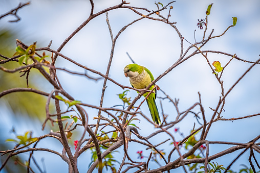Miami, Florida South Beach Lincoln road tree with closeup of monk parakeet parrot wild bird on bare tree branch and blue sky in winter