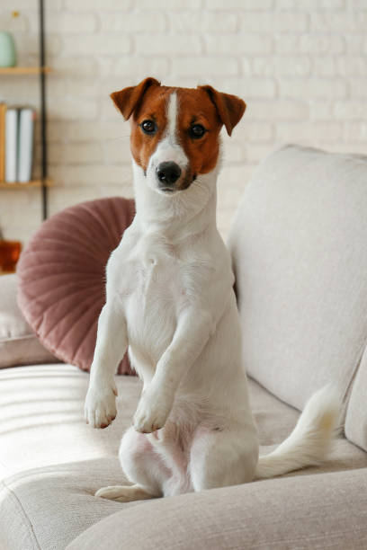 istock Jack Russell Terrier at home 1352704055