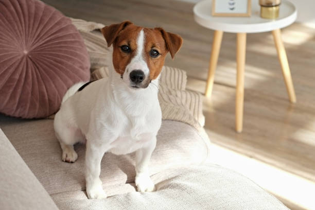 istock Jack Russell Terrier at home 1352704673