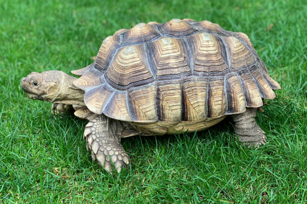 istock Leuke schildpad die in het groene gras ligt. 1352705144
