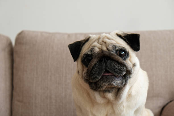 istock Adult pug at home 1352705161