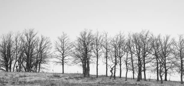 tronchi d'albero nudi sullo sfondo di un cielo limpido. immagine in bianco e nero - clear sky branch tree trunk uncultivated foto e immagini stock
