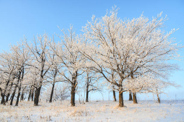 istock Frosty trees against the blue sky. 1352705394