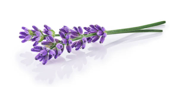 istock Lavender flowers isolated on white background 1352706125