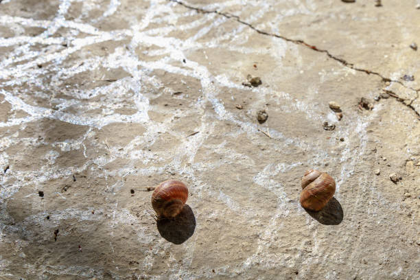 Three snails racing on grey background with shadow