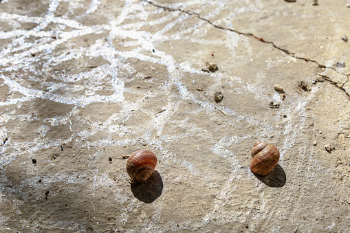 Snail on a concrete slab. Background with copy space for text or inscriptions. Selective focus