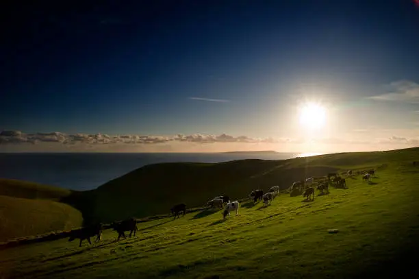 Cattle at sunset in fields on the Jurassic Coast near Durdle Door, Dorset, England, UK.