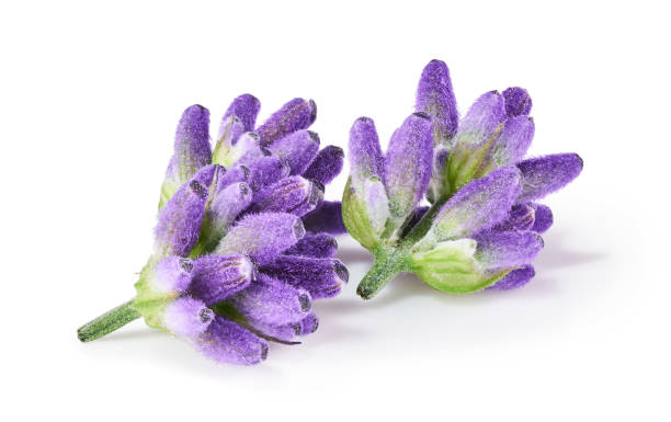 istock Lavender flowers isolated on white background 1352706334