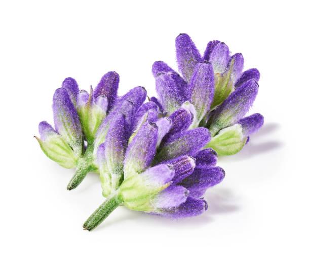 istock Lavender flowers isolated on white background 1352706401