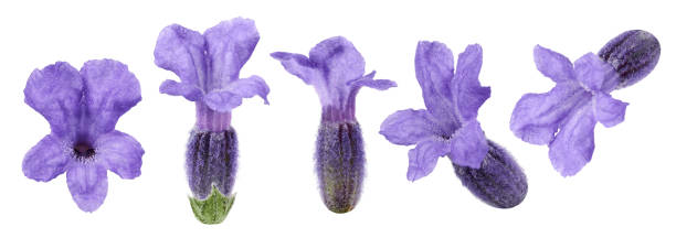 цветки лаванды выделены на бел�ом фоне - flower single flower spa white стоковые фото и изображения